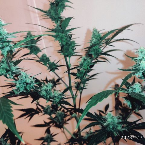 Purple Skunk auto growlog timeline photo