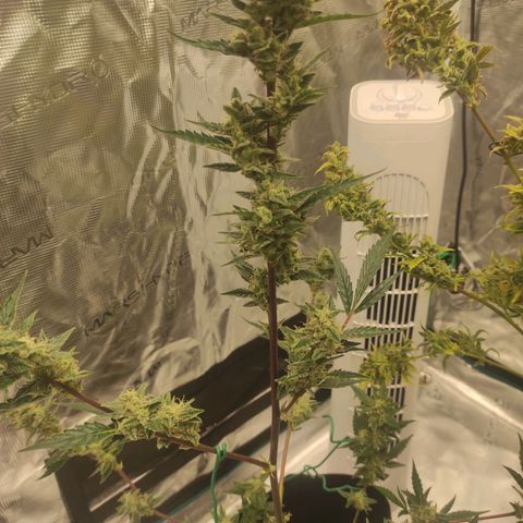 Stichy orange XXL growlog timeline photo