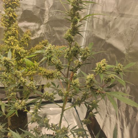 Purple Skunk auto growlog timeline photo