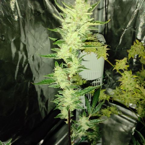 Stichy orange XXL growlog timeline photo