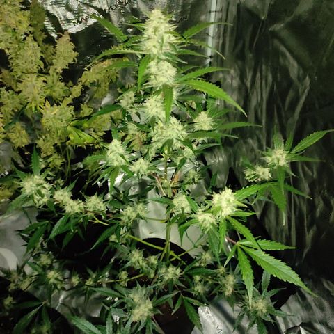 Purple Skunk auto growlog timeline photo
