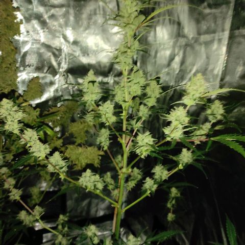 Purple Skunk auto growlog timeline photo