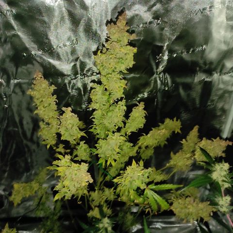 Banana Kush Cake Automatic growlog timeline photo