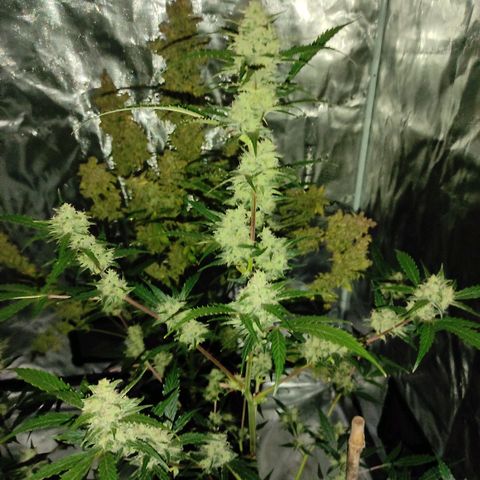 Purple Skunk auto growlog timeline photo