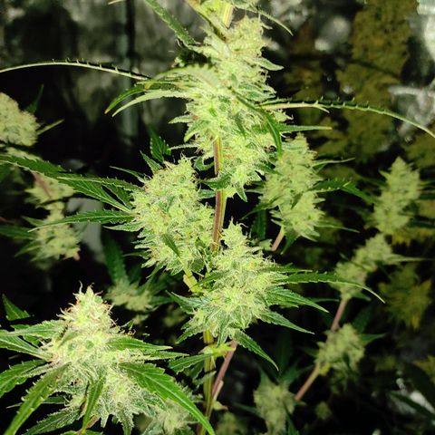 Purple Skunk auto growlog timeline photo