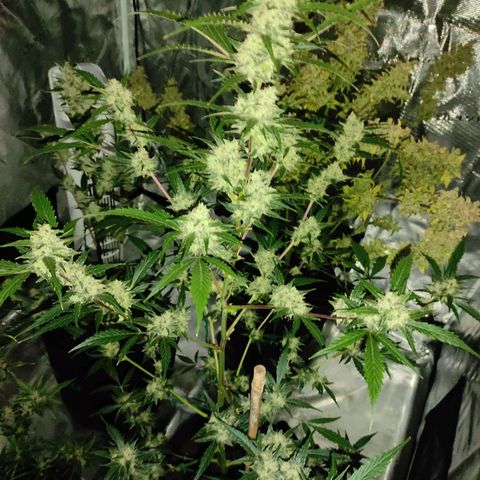 Purple Skunk auto growlog timeline photo