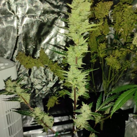 Stichy orange XXL growlog timeline photo