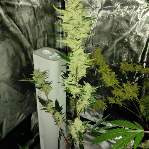Stichy orange XXL growlog timeline photo