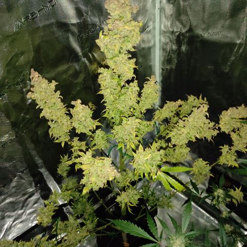Banana Kush Cake Automatic growlog timeline photo