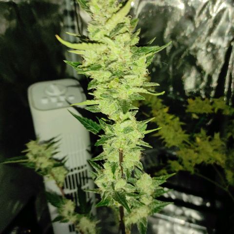 Stichy orange XXL growlog timeline photo
