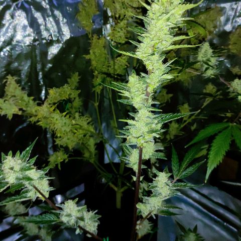 Stichy orange XXL growlog timeline photo