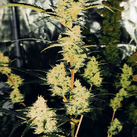 Purple Skunk auto growlog timeline photo