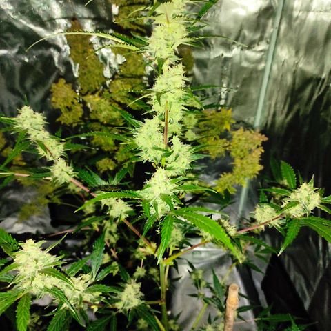 Purple Skunk auto growlog timeline photo