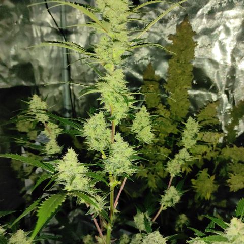Purple Skunk auto growlog timeline photo