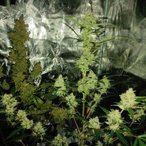 Purple Skunk auto growlog timeline photo
