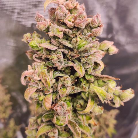 Banana Kush Cake Automatic growlog timeline photo