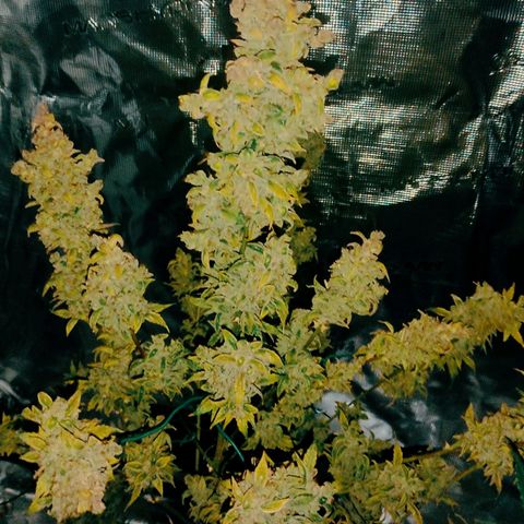 Banana Kush Cake Automatic growlog timeline photo