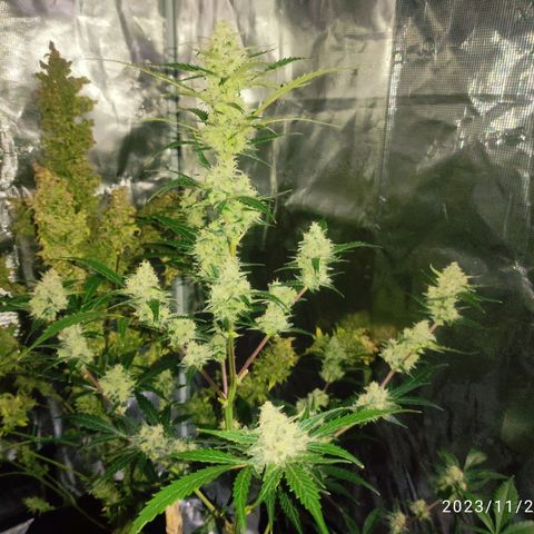 Purple Skunk auto growlog timeline photo