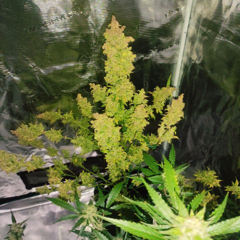 Banana Kush Cake Automatic growlog timeline photo