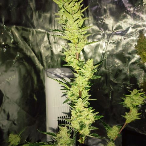 Stichy orange XXL growlog timeline photo