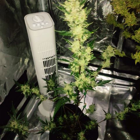 Stichy orange XXL growlog timeline photo