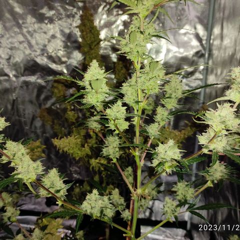 Purple Skunk auto growlog timeline photo