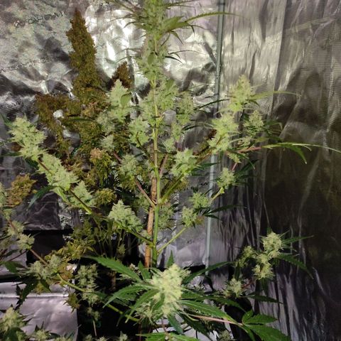 Purple Skunk auto growlog timeline photo