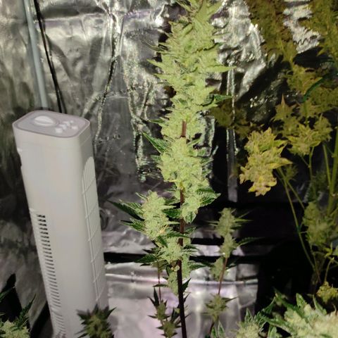 Stichy orange XXL growlog timeline photo