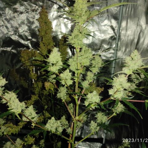 Purple Skunk auto growlog timeline photo