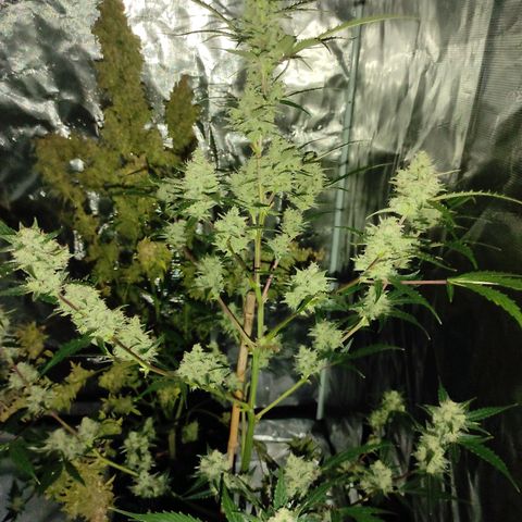 Purple Skunk auto growlog timeline photo