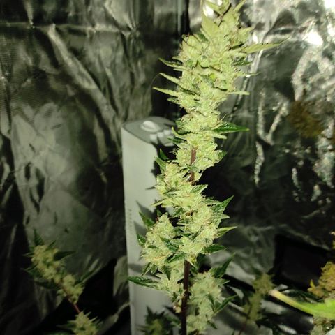 Stichy orange XXL growlog timeline photo