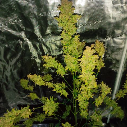 Banana Kush Cake Automatic growlog timeline photo