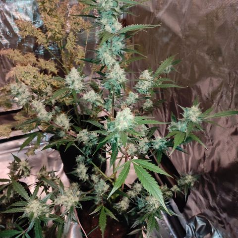 Purple Skunk auto growlog timeline photo