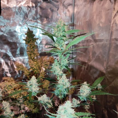 Purple Skunk auto growlog timeline photo