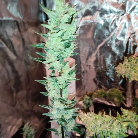 Stichy orange XXL growlog timeline photo