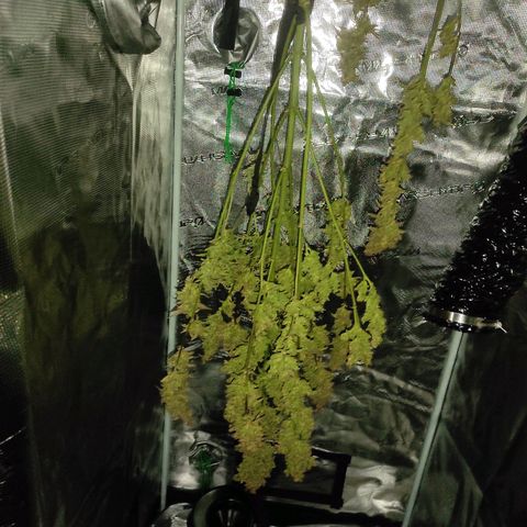 Banana Kush Cake Automatic growlog timeline photo