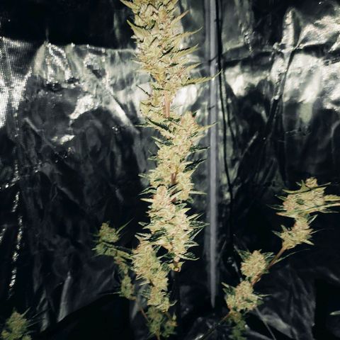 Stichy orange XXL growlog timeline photo