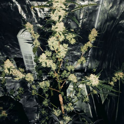 Purple Skunk auto growlog timeline photo