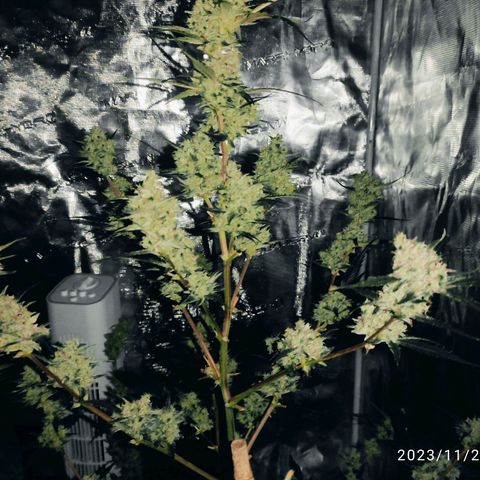 Purple Skunk auto growlog timeline photo