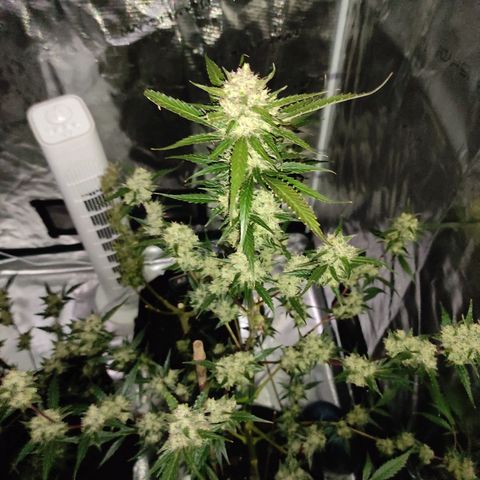 Purple Skunk auto growlog timeline photo