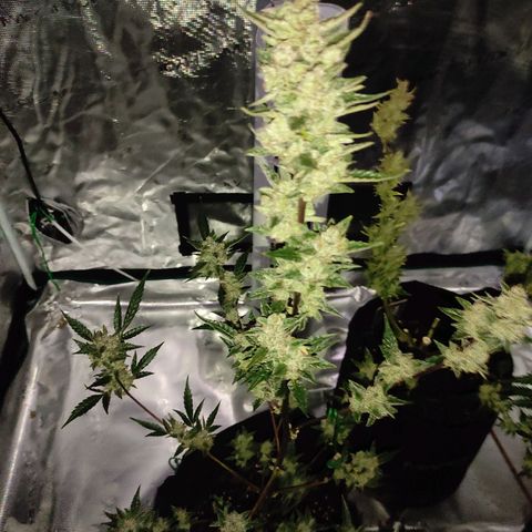 Stichy orange XXL growlog timeline photo