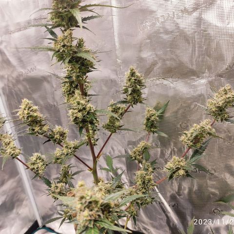 Purple Skunk auto growlog timeline photo