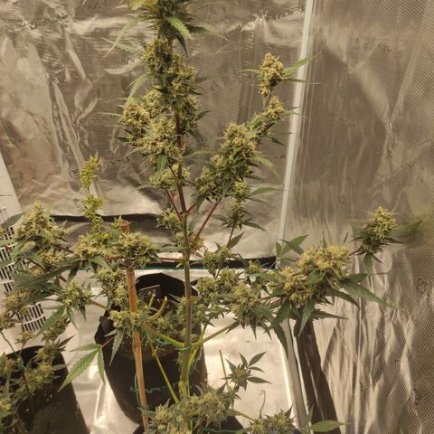 Purple Skunk auto growlog timeline photo