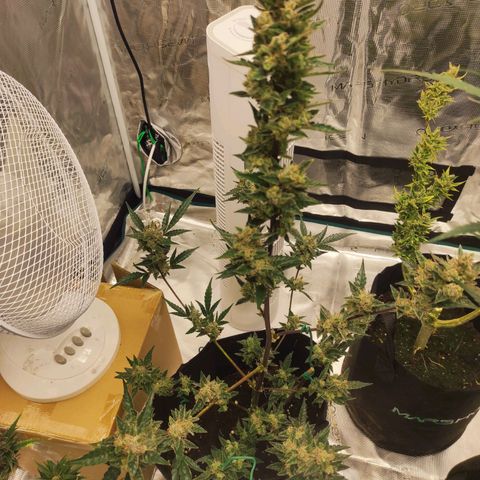 Stichy orange XXL growlog timeline photo