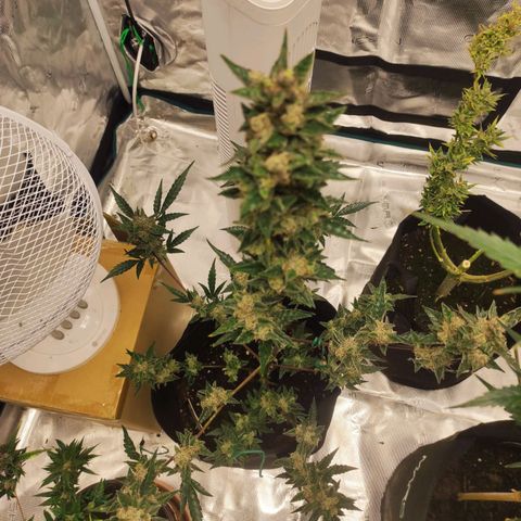 Stichy orange XXL growlog timeline photo