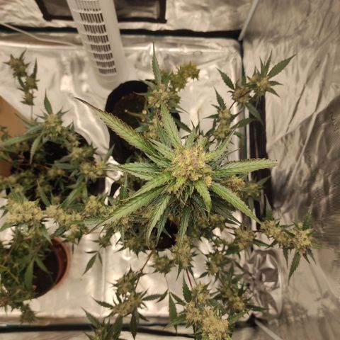 Purple Skunk auto growlog timeline photo