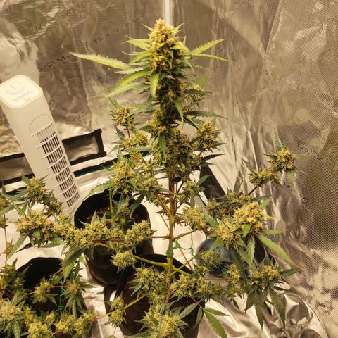 Purple Skunk auto growlog timeline photo