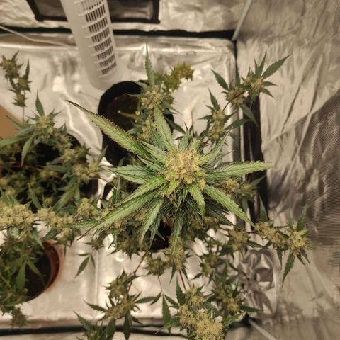 Purple Skunk auto growlog timeline photo