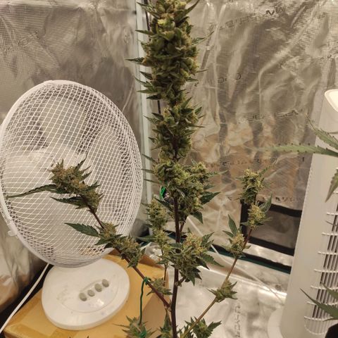 Stichy orange XXL growlog timeline photo