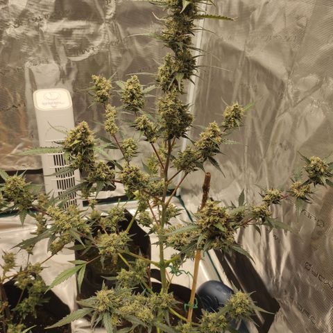 Purple Skunk auto growlog timeline photo